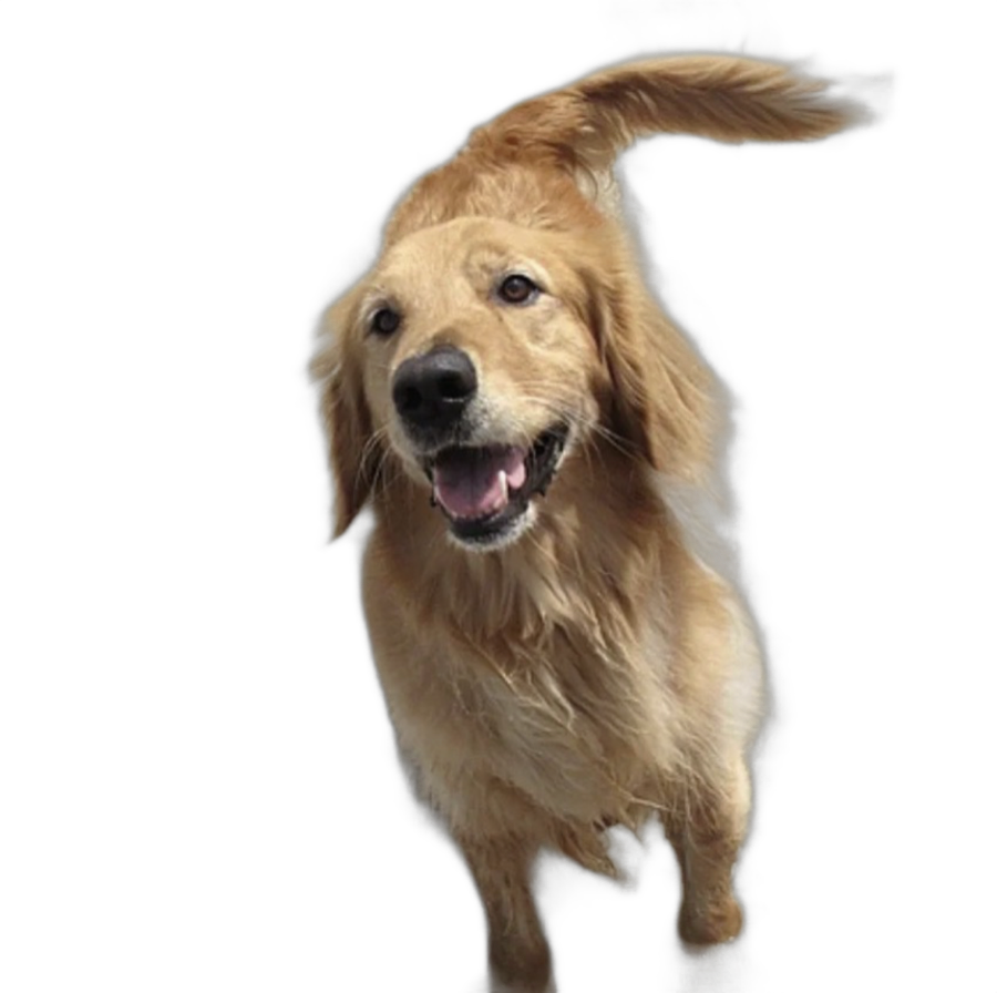 吉祥物:黃金獵犬